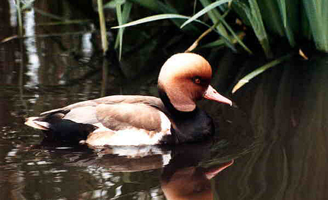 Motiv: Vogelpark - Ausstellungen - Ausflugsziele