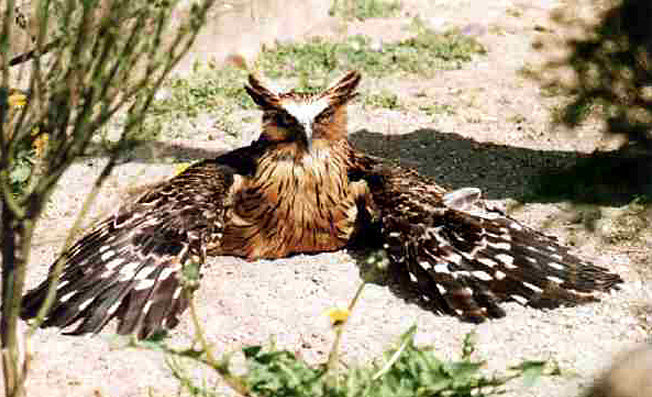 Motiv: Vogelpark - Ausstellungen - Ausflugsziele