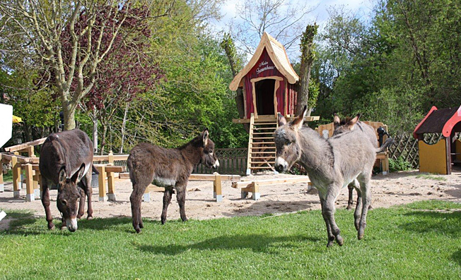 Motiv: Eselspielhof - Aktiv - Ausflugsziele